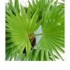 ලීවිස්ටෝනා රොටන්ඩෆොලීයා (Livistona Rotundifolia)