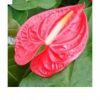 ඇන්තූරියම් (Anthurium Andreanum Tropical)