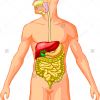 Gastroenterologist ශල්‍ය වෛද්‍ය