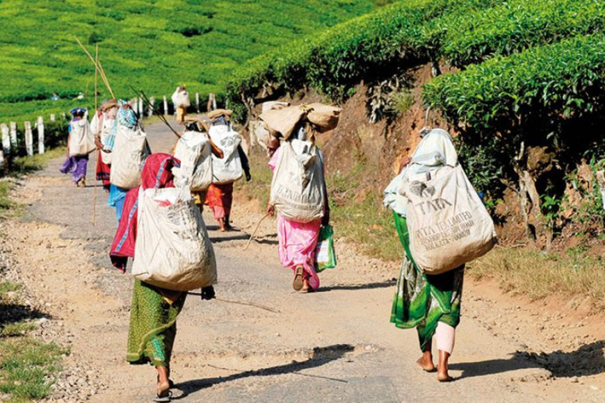 රටට ඩොලර් ගේන්න බඩගින්නට හුරුවූ මිනිස්සු