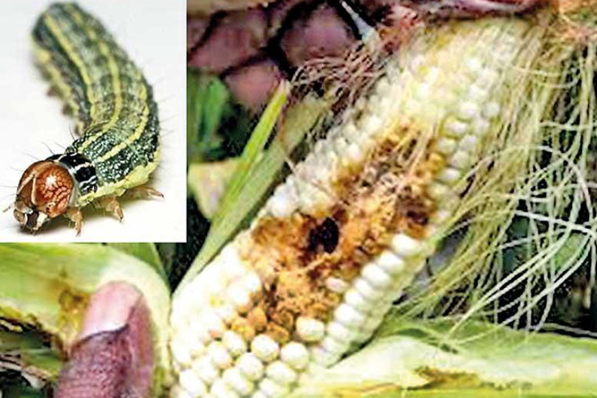 නියඟය, වර්ෂාව, සේනා දළඹුවා නිසා වගා හානිය අක්කර 70,000ක්…