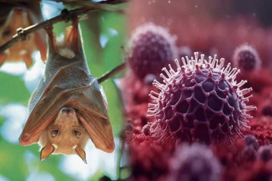 වවුලන්ගේ මළ මුත්‍රාවලින් නිපා බෝ වෙනවා: තවම ශ්‍රී ලංකාවට අවදානමක් නෑ – විශේෂඥ වෛද්‍ය සමිත ගිනිගේ