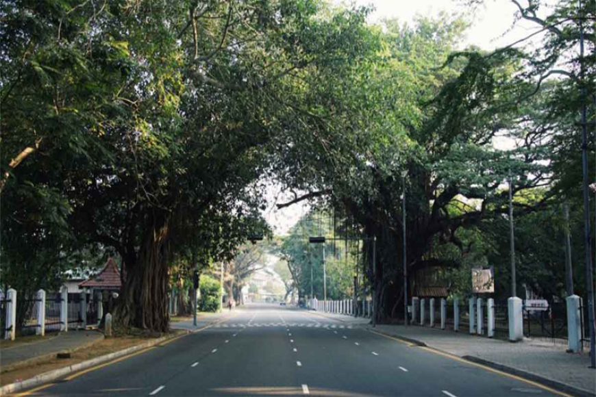 පාර දෙපස ගස් කපන්න ලොකු සාකච්චාවක්…