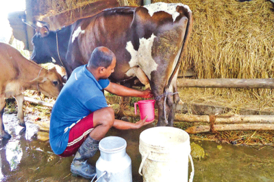 උඩරට දියර කිරි කර්මාන්තය අනතුරේ