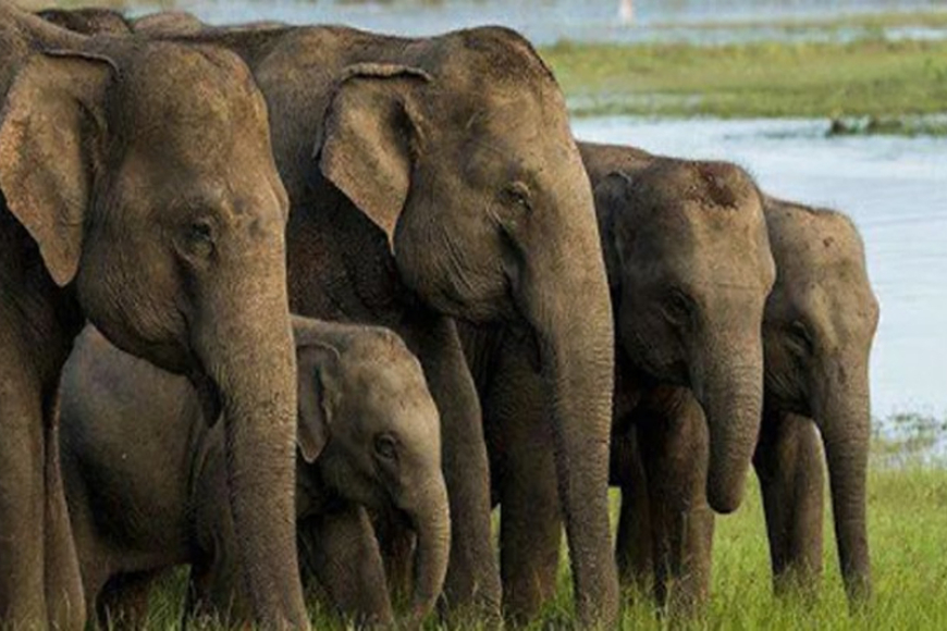 අලි මිනිස් ගැටුමේ සැඟවුණු කතාව :'මමයි, අම්මයි, තාත්තායි හැමදාම ඉන්නේ ගස් උඩ'