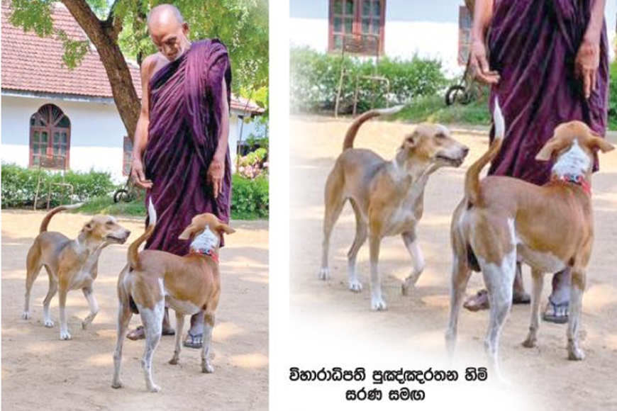 සියම් නිකාය සමරුවට ත්‍රි‘මලේ සිට පයින්ම නුවර ආ සරණ යළිත් කන්තලේට