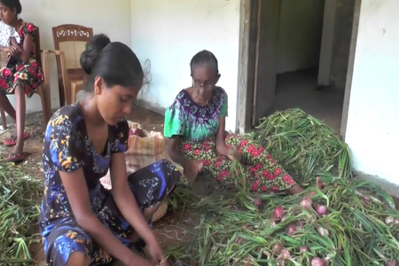 නිසි මිළක් නොමැති කමින් ලොකු ළුණු ගොවීන් කබලෙන් ලිපට