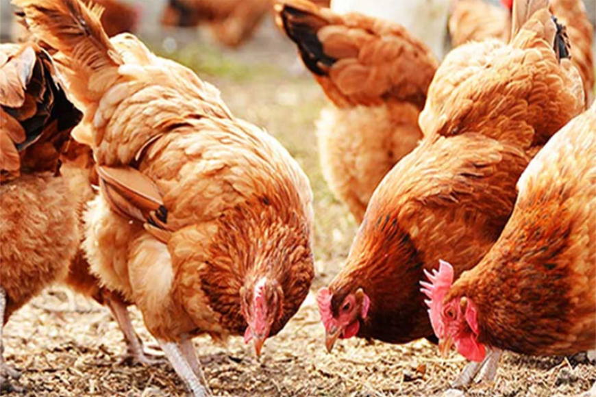 සහනාධාර සහල් කෑ කුකුලන් මියයති..