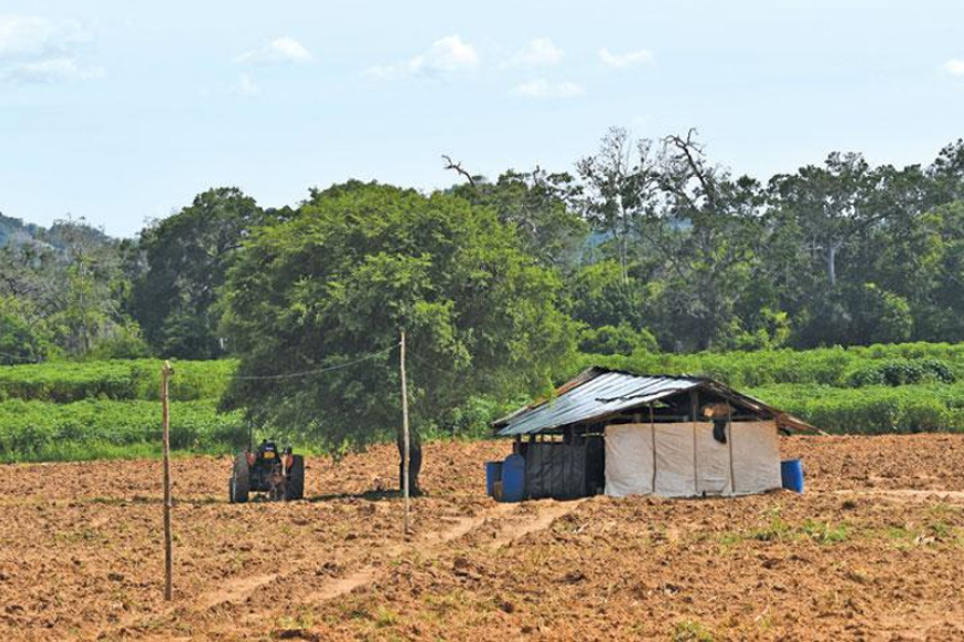 ජයටම වැනසෙන කැබිලිත්ත